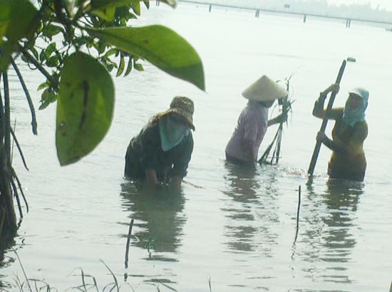Phụ nữ Cẩm Thanh tham gia trồng dừa nước, bảo vệ môi trường, góp phần hoàn thành các tiêu chí xây dựng nông thôn mới.