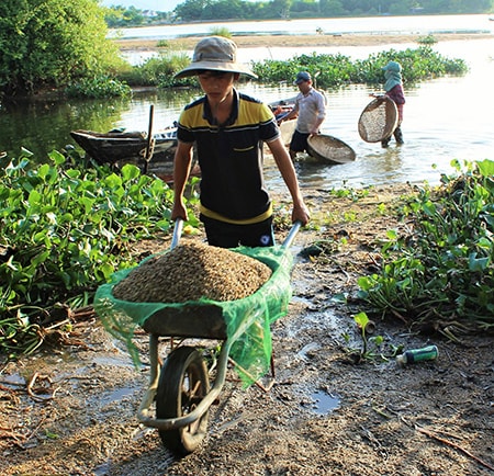 Tranh thủ kỳ nghỉ hè, những em học sinh phụ giúp cha mẹ vận chuyển hến từ bờ sông vào lò.