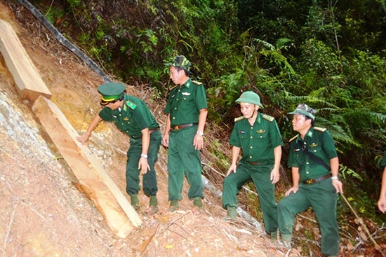 Lãnh đạo Bộ Tư lệnh Bộ đội Biên phòng và Bộ Chỉ huy Bộ đội Biên phòng Quảng Nam thị sát hiện trường vụ phá rừng pơ mu. Ảnh:  CÔNG - NGƯỚC.