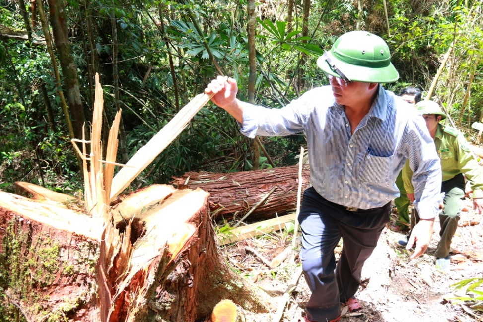 Phó Chủ tịch UBND tỉnh Lê Trí Thanh bên một gốc cây pơ mu vừa bị lâm tặc chặt hạ tại khu vực biên giới Nam Giang. Ảnh: C.N