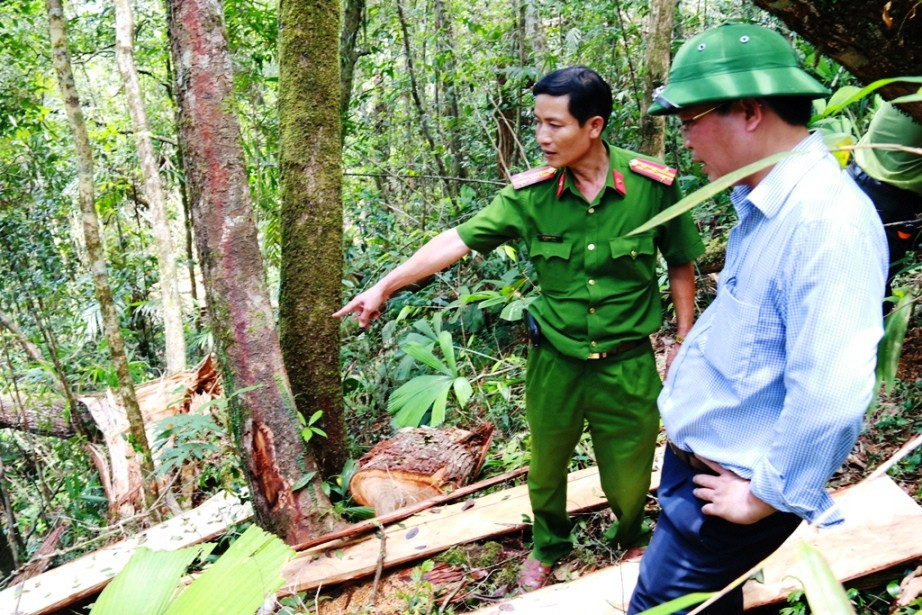 Lực lượng chức năng kiểm tra hiện vụ phá rừng pơ mu khu vực biên giới Nam Giang. Ảnh: N.C