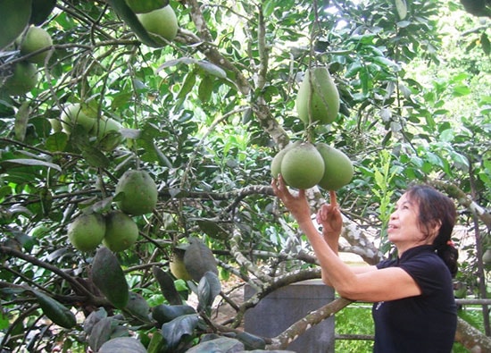 Quả thanh trà mang lại nguồn thu đáng kể cho bà con nông dân huyện Tiên Phước.