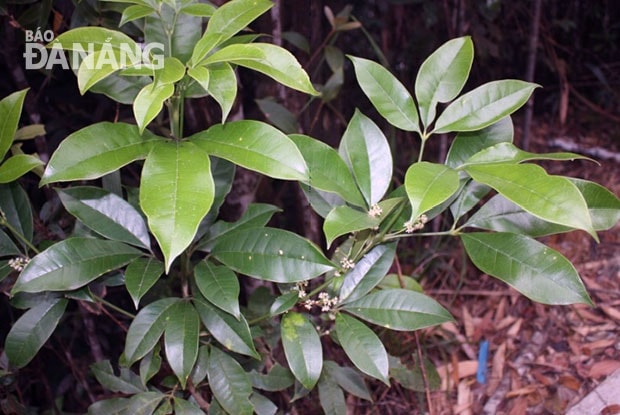 Ba chạc - Euodia lepta. Ảnh: P.C.T