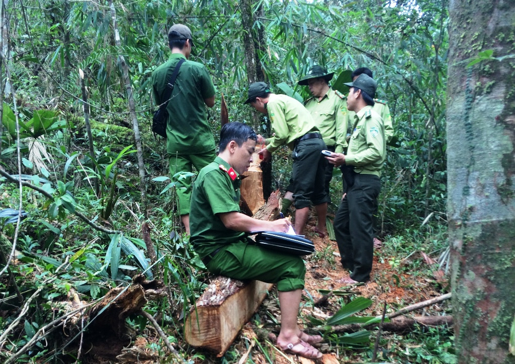 Tiếp tục có 167 phách gỗ pơ mu được phát hiện trong vụ phá rừng pơ mu lớn nhất từ trước đến nay trên địa bàn tỉnh