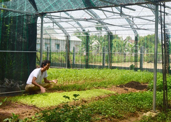 Mô hình trồng rau trong nhà lưới của ông Nguyễn Tám (xã Đại Quang, huyện Đại Lộc). Ảnh: Q.T