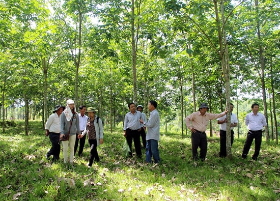 Do giá mủ thấp, nhiều diện tích cao su đến kỳ thu hoạch nhưng nông dân Hiệp Đức không lấy mủ.Ảnh: HỮU PHÚC