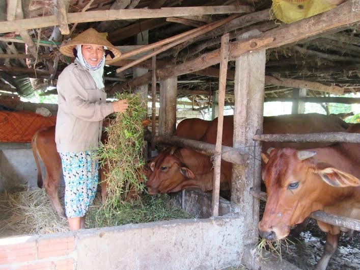 Bò là đối tượng vật nuôi được ưu tiên tiêm phòng bệnh lở mồm long móng. Ảnh: VĂN SỰ