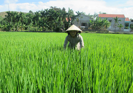 Nhà nông cần kiểm tra chặt chẽ đồng ruộng để chủ động phòng trừ sâu bệnh hại lúa. Ảnh: TƯ RUỘNG