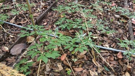 Ngoc Linh ginseng in Tay Giang- a mountainous district in Quang Nam province