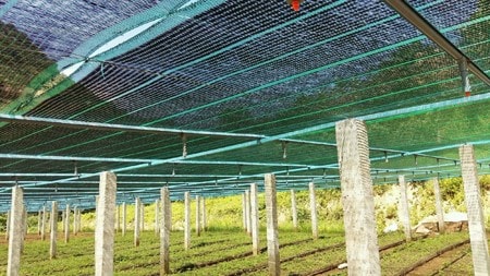 Scientific and technological application in growing medicinal plants