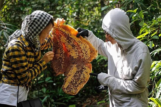 Tổ ong vừa được lấy xuống.Ảnh: MINH NGA