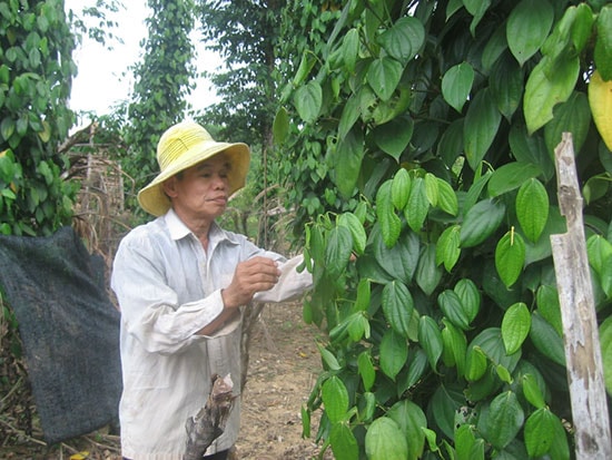 Vườn tiêu của anh Nguyễn Phú Vinh – Một trong những mô hình trên 100 choái của xã Tiên Hà đã được nghiệm thu hổ trợ. Ảnh: P.H