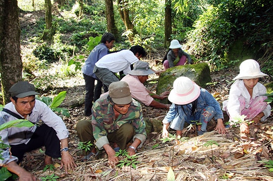 Trồng cây sâm Ngọc Linh dưới tán rừng ở xã Trà Linh (Nam Trà My). 