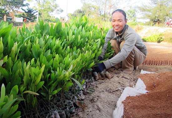 Nhiều cơ sở ươm giống cây lâm nghiệp ở vùng biển Duy Hải mang lại hiệu quả kinh tế cao.Ảnh: TƯ RUỘNG