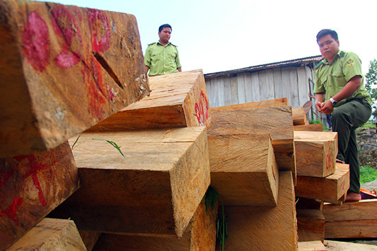 Cơ quan chức năng đã thu giữ hơn 600 phách gỗ pơ mu. Ảnh: NGƯỚC - CÔNG