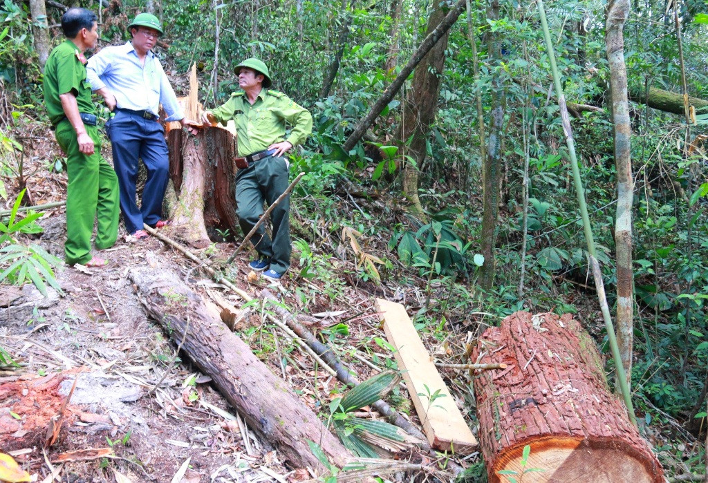 Hện trường vụ rừng pơ mu bị phá tại khu vực biên giới Nam Giang - Đắc Chưng. Ảnh: C.N