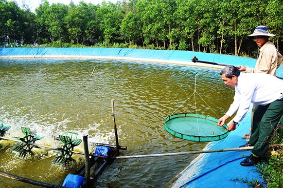 Tam Kỳ đang hướng đến sản xuất nông nghiệp đô thị theo mô hình chuỗi giá trị, và con tôm là một trong những lựa chọn.  Ảnh: VĂN SỰ