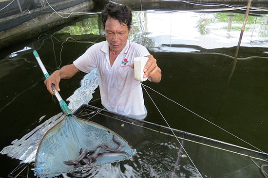 Đàn cá của anh Tin phát triển ổn định sau hơn một tháng nuôi. Ảnh: BÍCH LIÊN