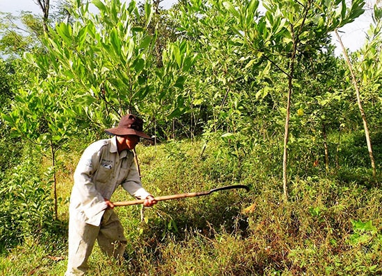 Trồng rừng nguyên liệu tập trung, nhiều hộ dân có nguồn thu nhập cao. Ảnh: N.PHƯƠNG