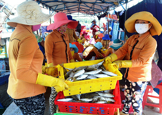 Nhờ tham gia các tổ, đội đoàn kết nên việc khai thác hải sản của ngư dân Quảng Nam mang lại hiệu quả cao. 