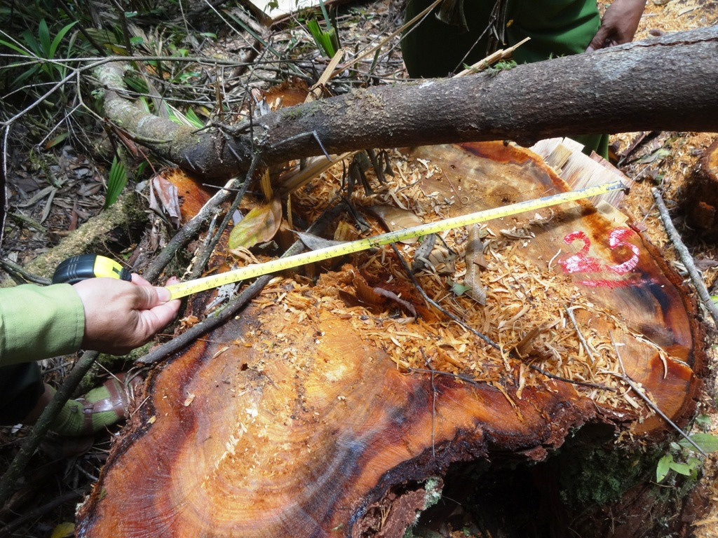 Có tổng cộng 60 gốc gỗ pơ mu bị chặt hạ tại khu vực vành đai biên giới thuộc tỉnh Quảng Nam và Sê Kông