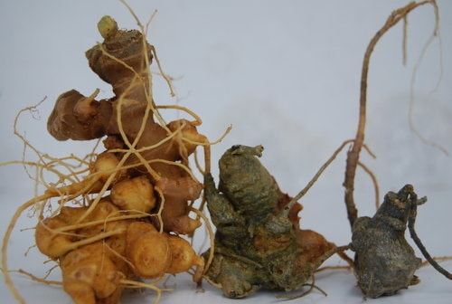 Ngoc Linh ginseng roots