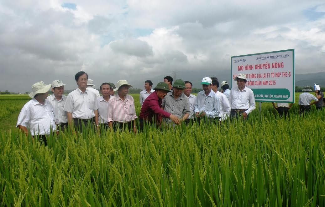 Toàn huyện đã hình thành được hàng loạt cánh đồng chuyên sản xuất giống lúa hàng hóa, mang lại hiệu quả cao. Ảnh: VĂN SỰ