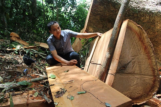 Một cây gỗ lớn bị đốn hạ ngay bên cạnh tuyến đường vào bãi vàng vừa được mở. Ảnh: MINH THANH