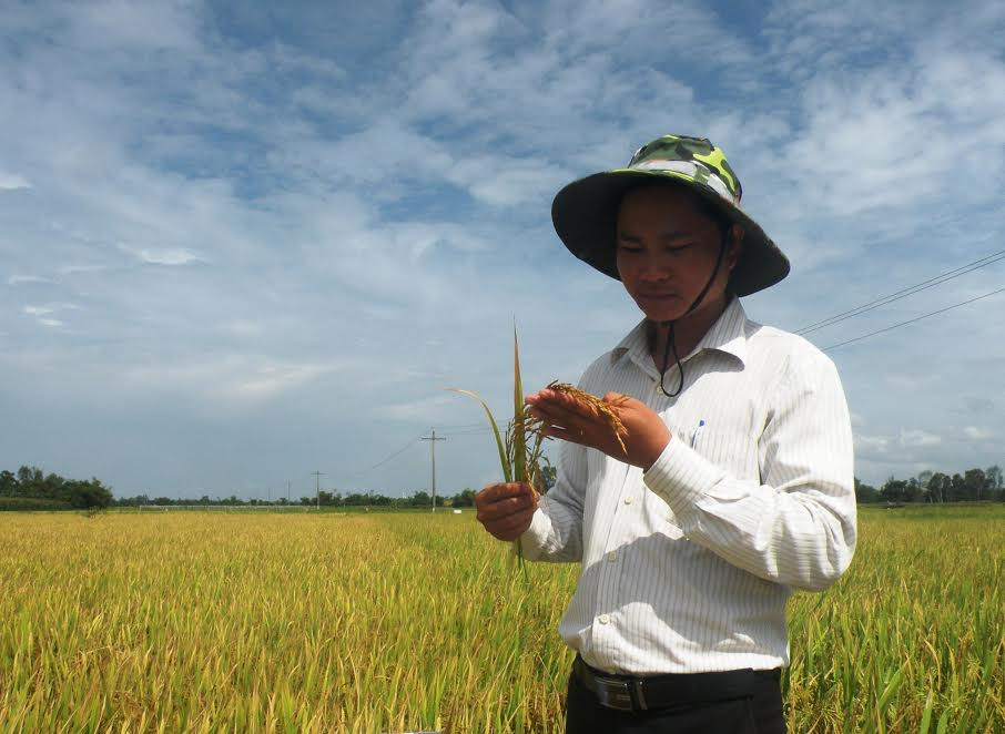 Tham quan những ruộng lúa sản xuất khảo nghiệm tại thị trấn Nam Phước (Duy Xuyên). Ảnh: HOÀI NHI     