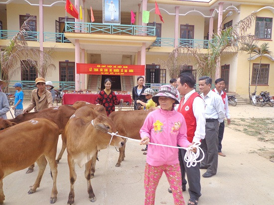 Trao bò sinh kế cho người nghèo. Ảnh: C.TÚ