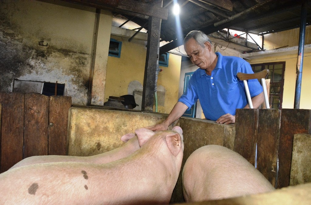 Ông Minh chăm sóc đàn heo để cải thiện bữa ăn cho trung tâm. Ảnh: XUÂN THỌ