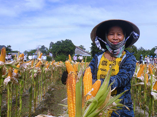 Nông dân Duy Xuyên rất phấn khởi vì mô hình trồng bắp lai trên đất lúa cho giá trị kinh tế cao.