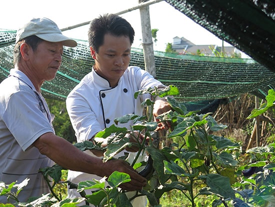 Đầu bếp của nhà hàng The Field (phải) đến tận vườn rau hữu cơ Thanh Đông để thu hoạch nguyên liệu và lên thực đơn cho khách.Ảnh: LÊ QUÂN