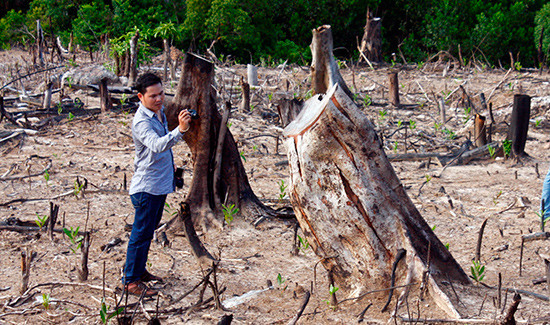 Một vạt rừng tại Khe Diên bị chặt phá để chiếm đất trồng rừng trái phép. Ảnh: MINH THANH