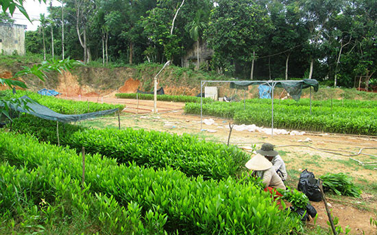 Ươm keo giống mang lại nguồn thu và giải quyết lao động cho nhiều người dân trên địa bàn Tiên Phước.