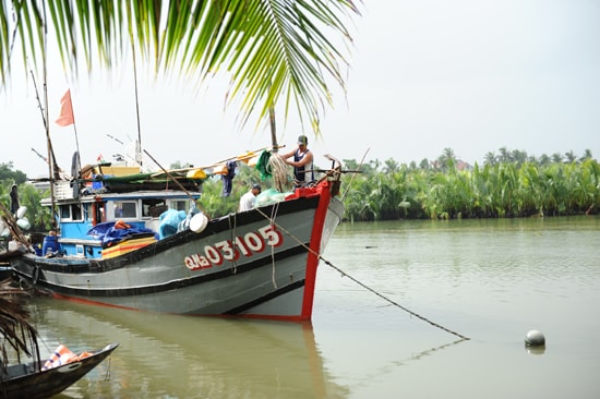 Rừng dừa Bẫy Mẫu trở thành nơi trú tránh cho tàu thuyền. Ảnh: MINH HẢI