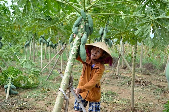 Bà Có khó nhọc chống lại cây đu đủ bị xiêu vẹo. Ảnh: C.TÚ