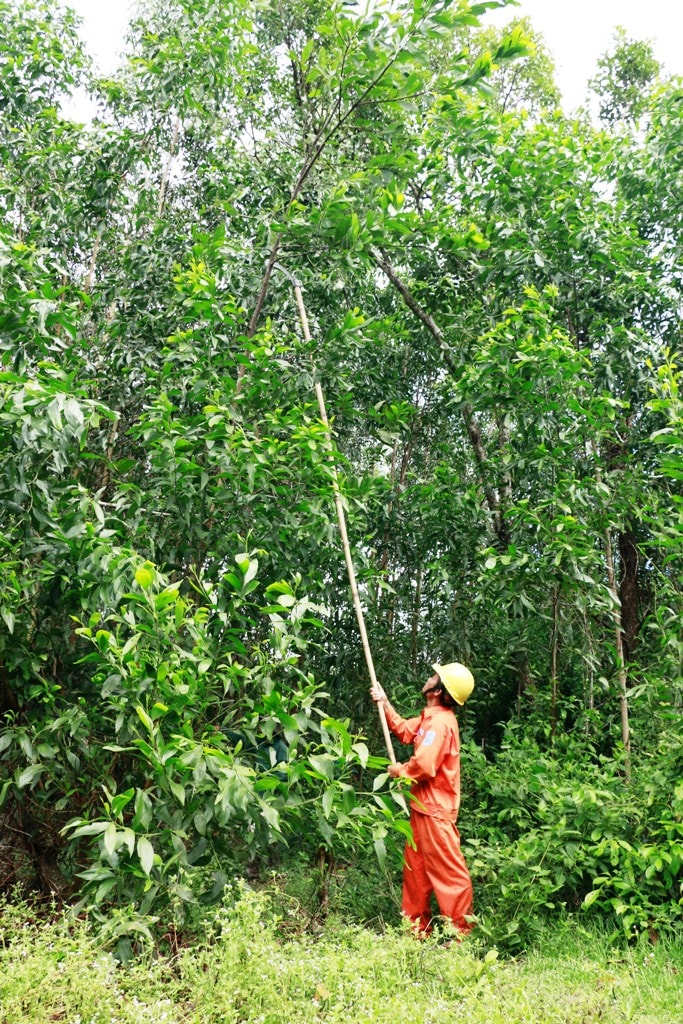 Chặt bỏ các cây ngã đè lên lưới điện và phát quang hành lang tuyến. (ẢNH: Đ.ĐẠO)