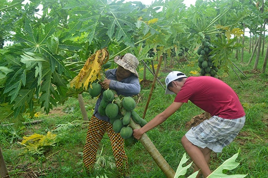 Vườn đu đủ bị ngã của một hộ dân ở làng rau Bàu Tròn (xã Đại An, huyện Đại Lộc). Ảnh: Q.T