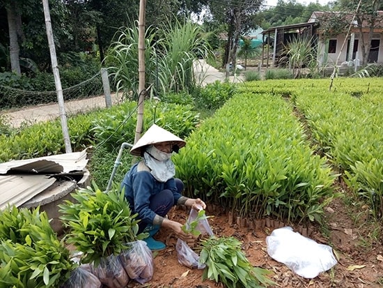 Cây keo lai đã góp phần thay đổi cuộc sống của nhiều hộ nông dân xã Tam Mỹ Tây. Ảnh: M.PHƯỜNG