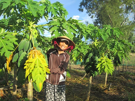 Tại nhiều địa phương vùng cát, người dân đã chặt phá điều ghép và chuyển sang sản xuất các loại cây trồng cạn chủ lực.