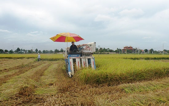 Nhờ có máy gặt đập liên hợp nên tiến độ thu hoạch diễn ra rất nhanh.