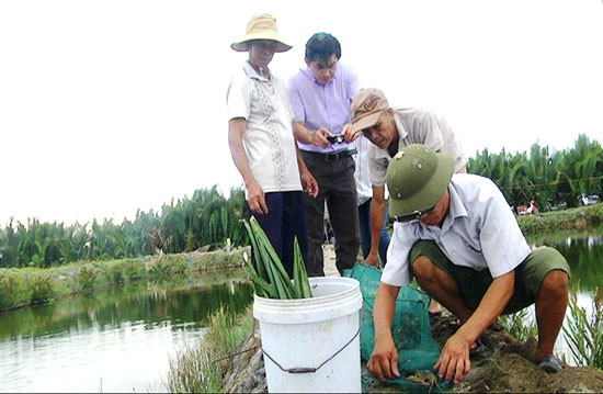 Nuôi cua ở TP.Hội An đem lại giá trị kinh tế cao cho nông dân. Ảnh: V.Q