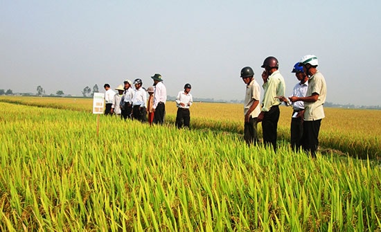 Nhờ đầu tư đồng bộ nhiều khâu, năng suất lúa của địa phương luôn đạt khá cao.