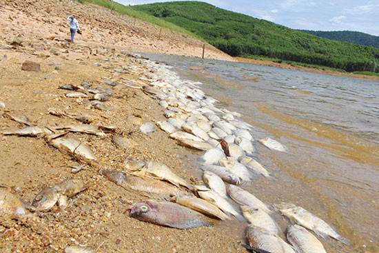 Lượng cá chết dày đặc tại hồ Phước Hà trong tháng 8 vừa qua. Ảnh: Q.CHÂU