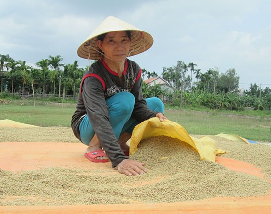 Dù rất được mùa nhưng nhà nông không vui vì giá lúa và nếp đang tụt giảm mạnh. Ảnh: T.R