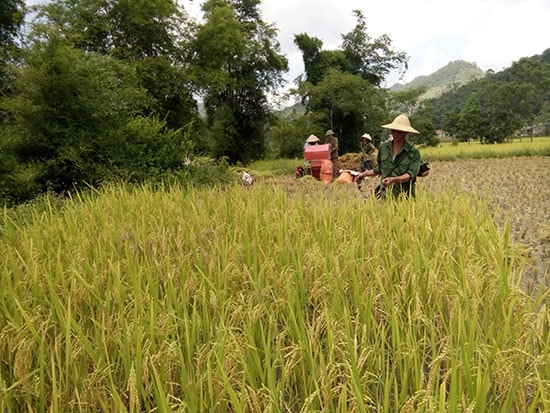 Bà con nông dân Phú Ninh đang thu hoạch lúa hè thu 2016.