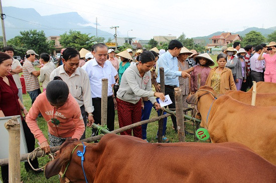 Trao bò sinh kế cho hộ gặp khó khăn. Ảnh: VĂN TUÂN