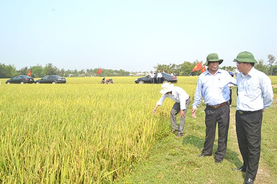 Hợp tác xã Nông nghiệp Bình Đào tổ chức sản xuất lúa giống cho các xã viên và người dân. Ảnh: N.Q.V