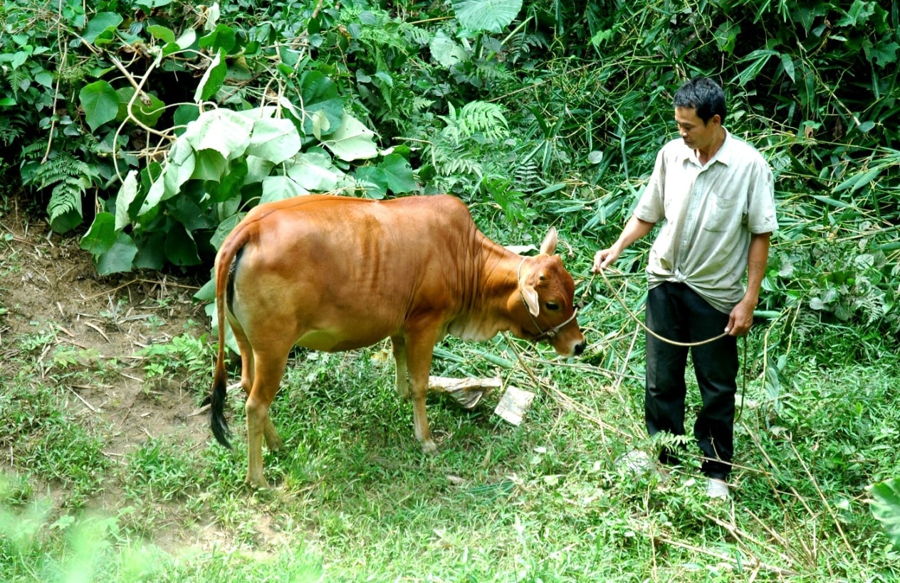 Dù là giống bò máu lai nhưng nhiều hộ dân vẫn nuôi thả. Ảnh: PHAN VINH